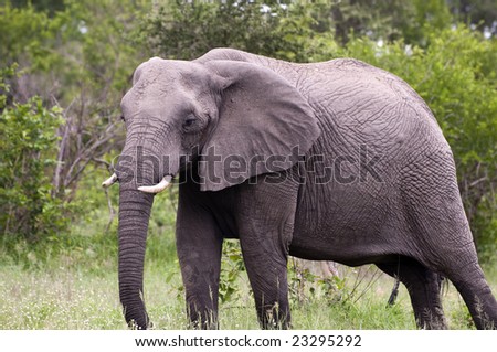 Elephant mother in Kruger National Park, South Africa.