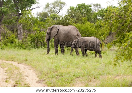 Elephant mother and calf in Kruger National Park, South Africa.