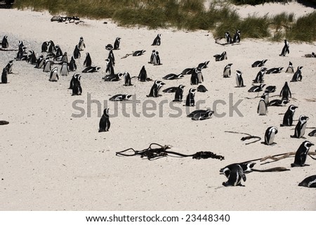 South Africa, Cape Town, Boulders Beach, Penguin Colonies.