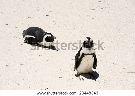 South Africa, Cape Town, Boulders Beach, Penguin Colonies.
