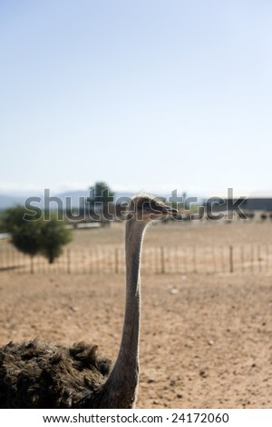 ostrich farm of South Africa