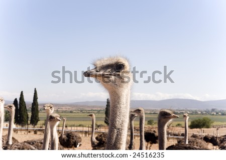 ostrich farm in South Africa