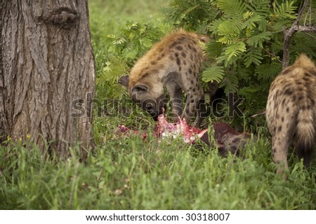 Two angry hyenas are eating dead animal