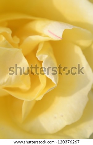 Half portion of yellow Rose under natural sunlight condition with very shallow depth of field (macro shot) and soft color (unsaturated).
