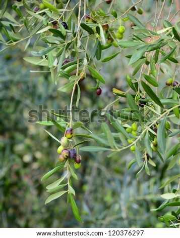 Selective focus on olives in various stages of ripening, hanging from branches, in de-focused background. Location: Liguria, Italy.
