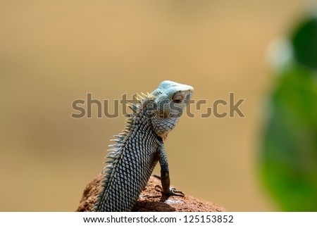 Iguana on a stone in Yala National Park, Sri Lanka