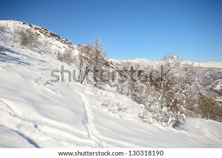 Amazing winter mountainscape with birch tree covered by thick snow and powder snow in the foreground. Location: Italy, Piedmont, Torino Province.