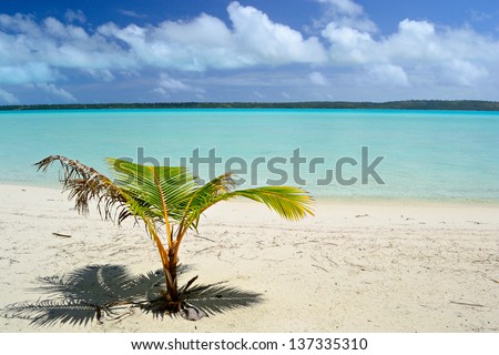 Baby palm tree growing up on the remote beach of Ee Island in an idyllic and uncontaminated environment with the turquoise water of Aitutaki lagoon in the background. Location: Cook Islands.