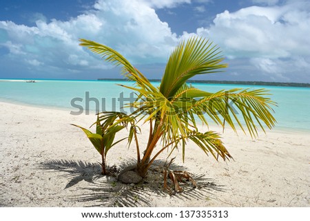 Baby palm tree growing up on the remote beach of Ee Island in an idyllic and uncontaminated environment with the turquoise water of Aitutaki lagoon in the background. Location: Cook Islands.