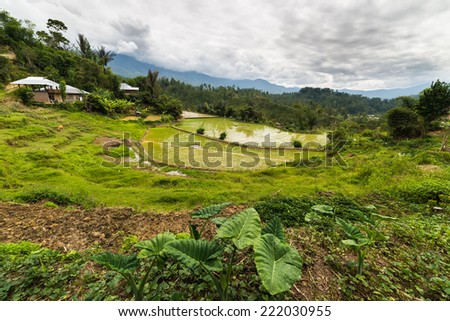Traditional village with boat shaped roofs in the remote Mamasa Valley, West Tana Toraja, South Sulawesi, Indonesia.