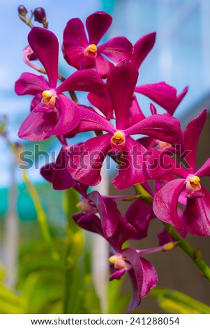 Beautiful multi colored and multi shaped orchids in public plant nursery and garden center. Selective focus, color pop up.