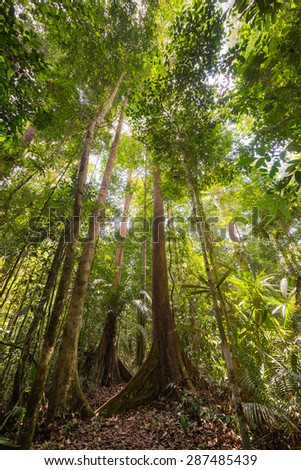 Wide angle view from below of the majestic tall trees with lush green canopy of the dense rainforest in Lambir Hills National Park, Borneo, Malaysia. Shot in backlight, highlight slightly blown out.