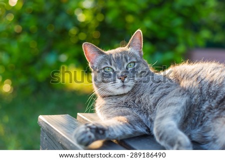 Playful domestic cat lying on one side on a black wooden bench looking down. Shot outdoors in backlight with very shallow depth of field, focused on the eyes.