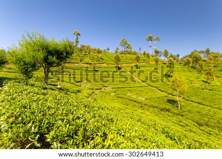 Vivid green tea crop landscape in Haputale, one of the most visited landmark in Sri Lanka. Wide angle shot in a bright day of summer with clear blue sky.