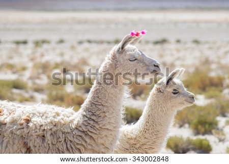 Couple of llamas on the Andean highland in Bolivia. Adult with baby animal. Side telephoto view.