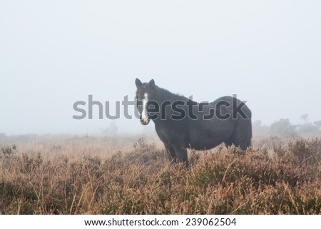 black new forest pony in the fog