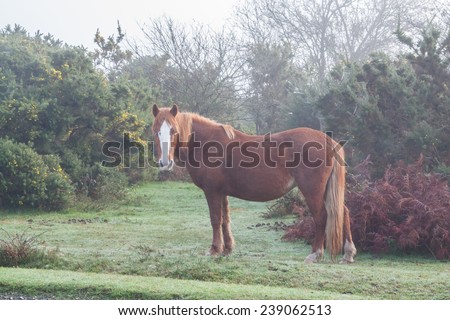 brown new forest pony