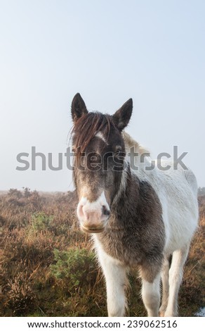 new forest pony white and brown