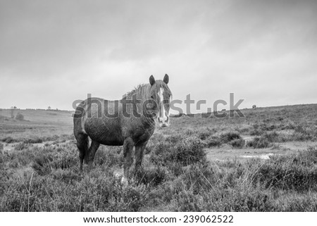 wet new forest pony in black and white