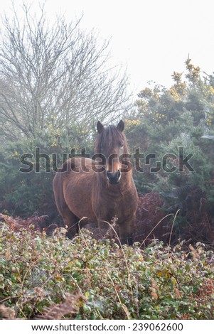 new forest pony brown