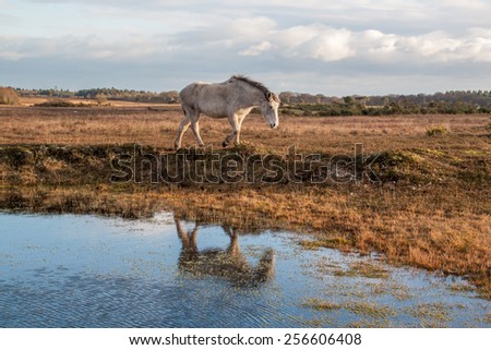 new forest pony by water reflection