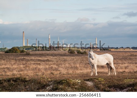 white new forest pony near beaulieu with oil refinery chimneys in background