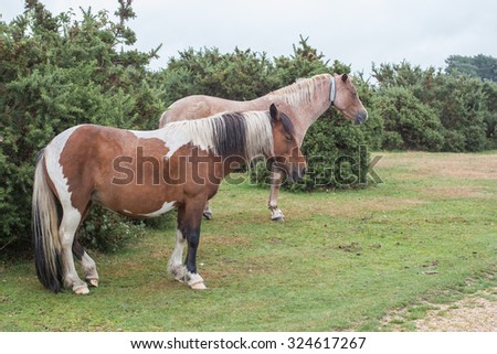two new forest ponies standing