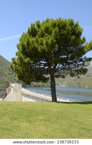 Pine tree next to reservoir in Istan, a village next to Marbella in Malaga, Andalusia, Spain