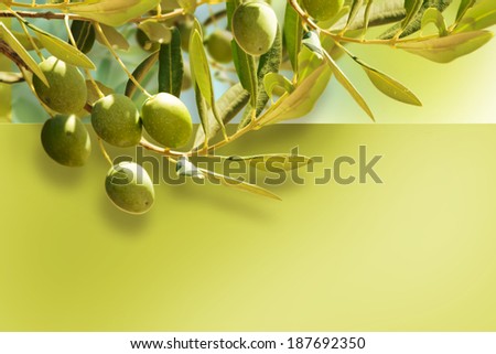 Olives on olive tree in autumn.