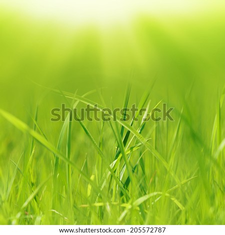 Fresh green grass background.