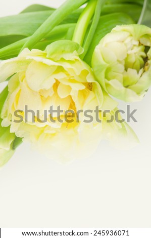 White tulips. \