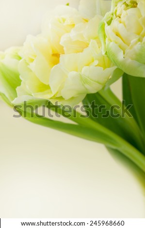 White tulips. 