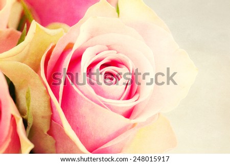 Beautiful creamy roses. Vintage look.