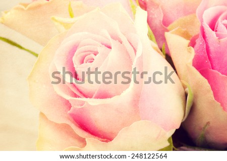 Beautiful creamy roses. Vintage look.