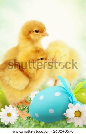 Easter chickens with colorful Easter egg,