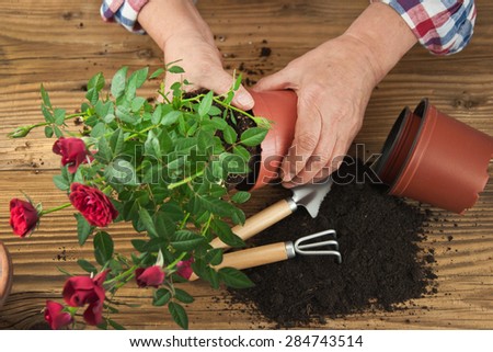 Gardeners hand planting flowers in pot with dirt or soil.