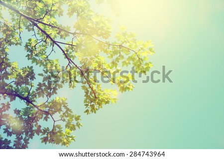 Forest trees. Nature green sunlight backgrounds.