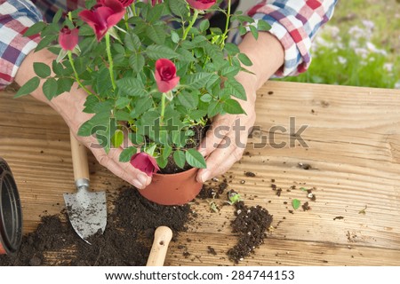 Gardeners hand planting flowers in pot with dirt or soil.