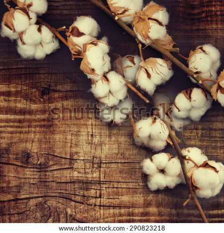 Cotton plant buds over wooden background.