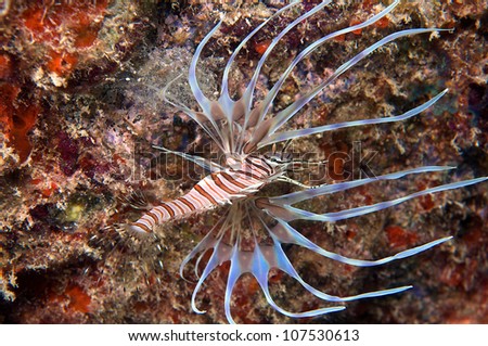 Small Lionfish with fins unfurled to make it look larger.