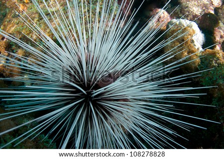 Black Spiny Urchin