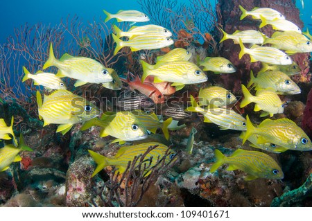 A variety of fish species on a coral reef.