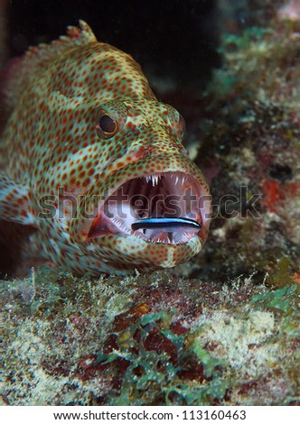 Graysby with a Neon Goby cleaning its teeth.