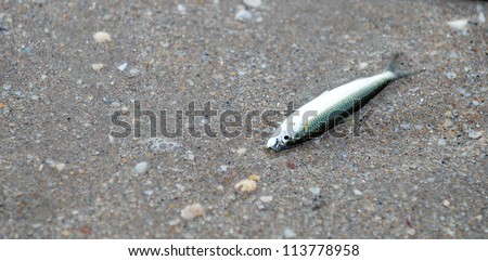 Stranded fish in the sand