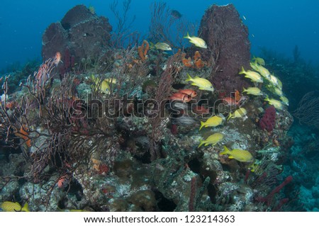 Mixed of fish species on a reef.