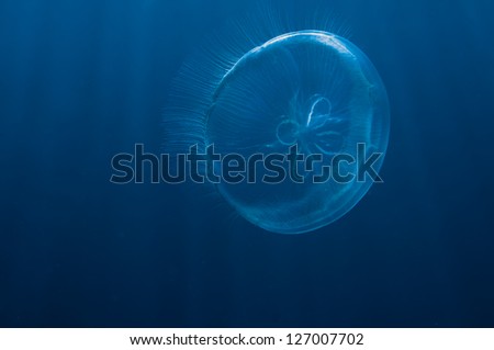 Small Moon Jellyfish in open water