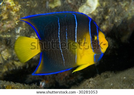 blue angelfish juvenile