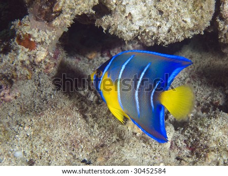 Juvenile Blue Angelfish-Holocanthus bermudensis