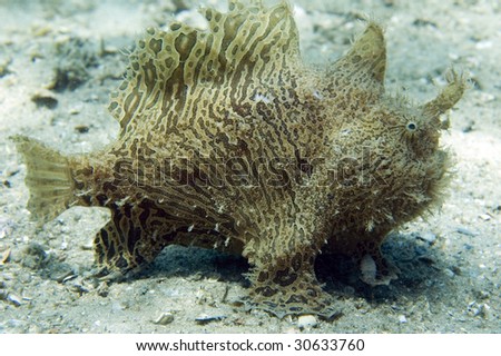 stock-photo-striated-frogfish-antennarius-striatus-30633760.jpg