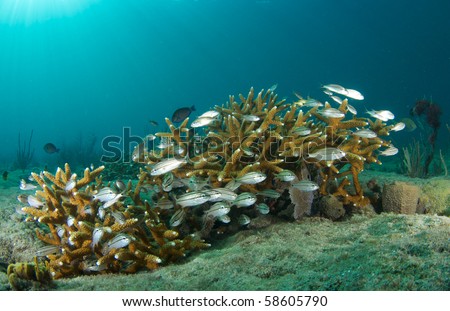 Juvenille Fish hiding in around a small stand of Staghorn Coral, picture taken in Broward County, Florida
